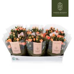 Rosa Schale lachs T21 H030