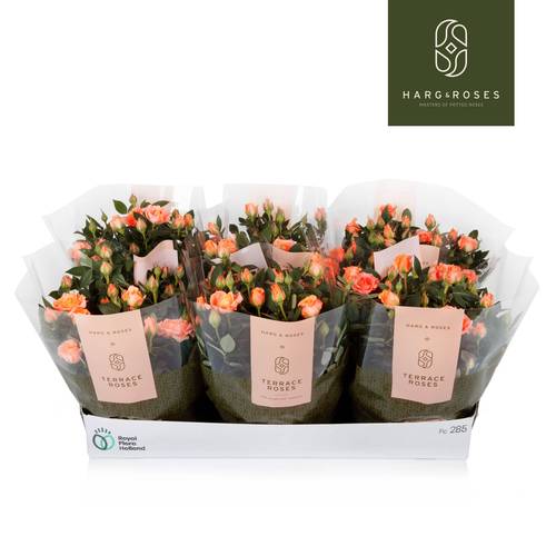 Rosa Schale lachs T21 H030