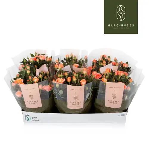 Rosa Schale lachs T21 H030