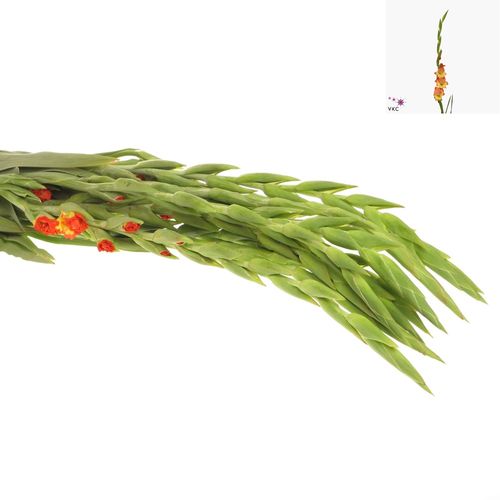 Gladiole orange/gelb Pr.Margaret 90cm