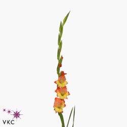 Gladiole orange/gelb Pr.Margaret 90cm