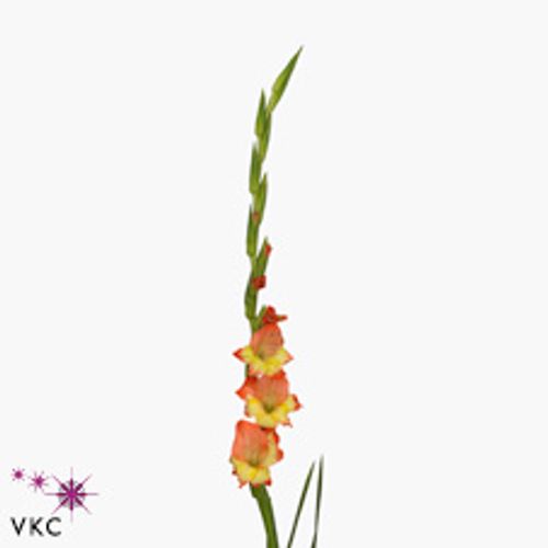 Gladiole orange/gelb Pr.Margaret 90cm