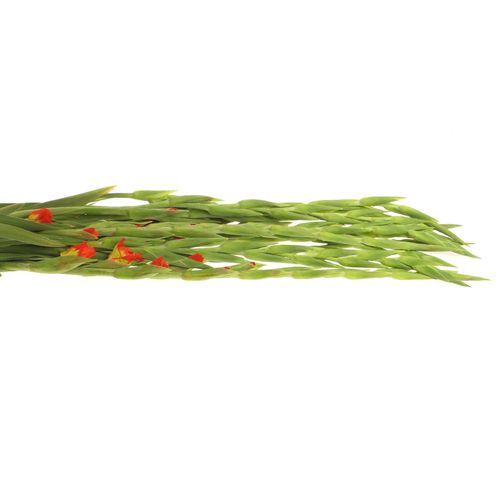 Gladiole orange/gelb Pr.Margaret 90cm