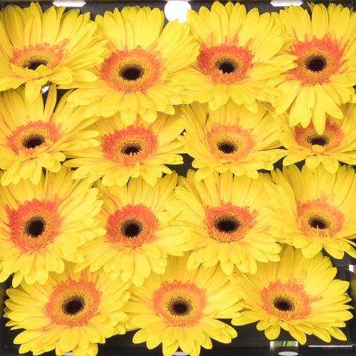 Gerbera gelb Apollo