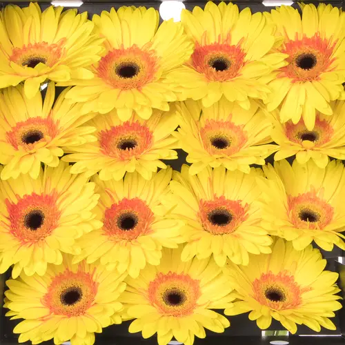 Gerbera gelb Apollo