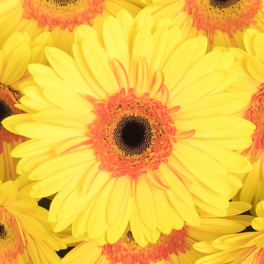 Gerbera gelb Apollo