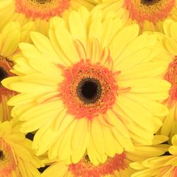 Gerbera gelb Apollo