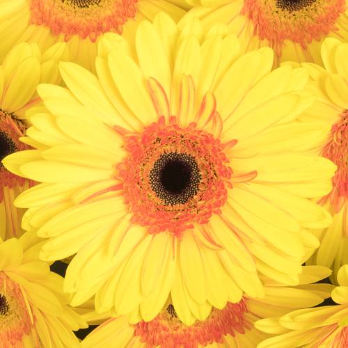 Gerbera gelb Apollo