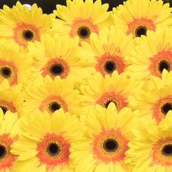 Gerbera gelb Apollo