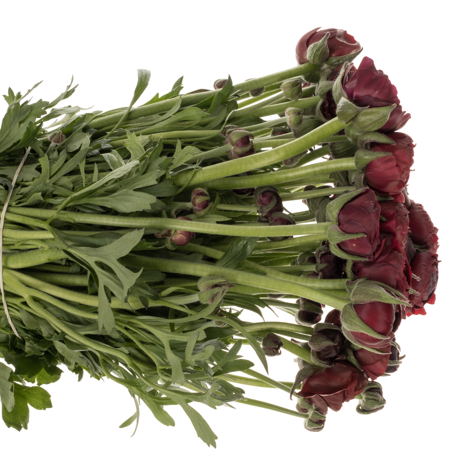 Ranunkel bordeaux Elegance Wine x 30 60 Gramm 40cm