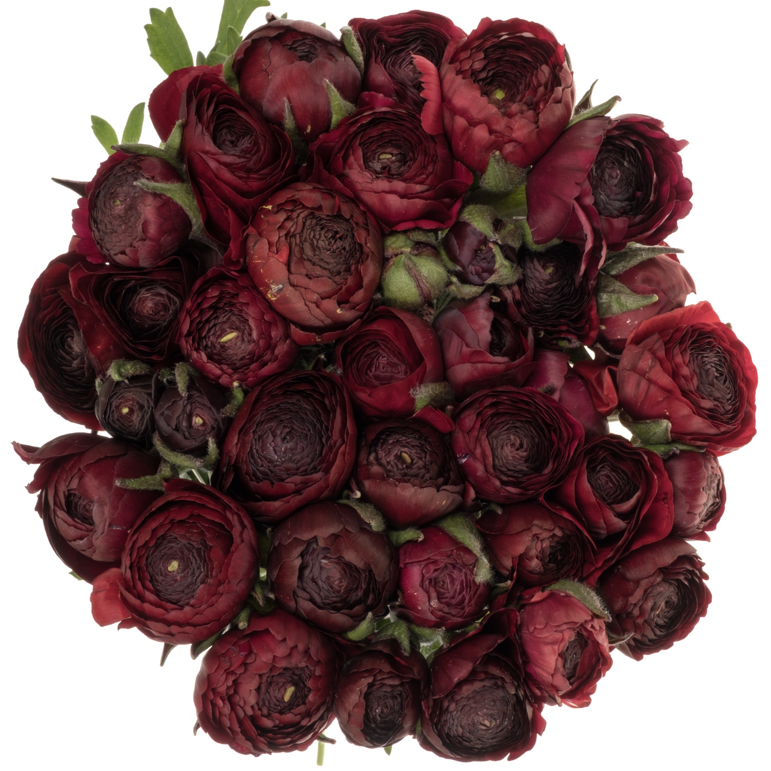 Ranunkel bordeaux Elegance Wine x 30 60 Gramm 40cm