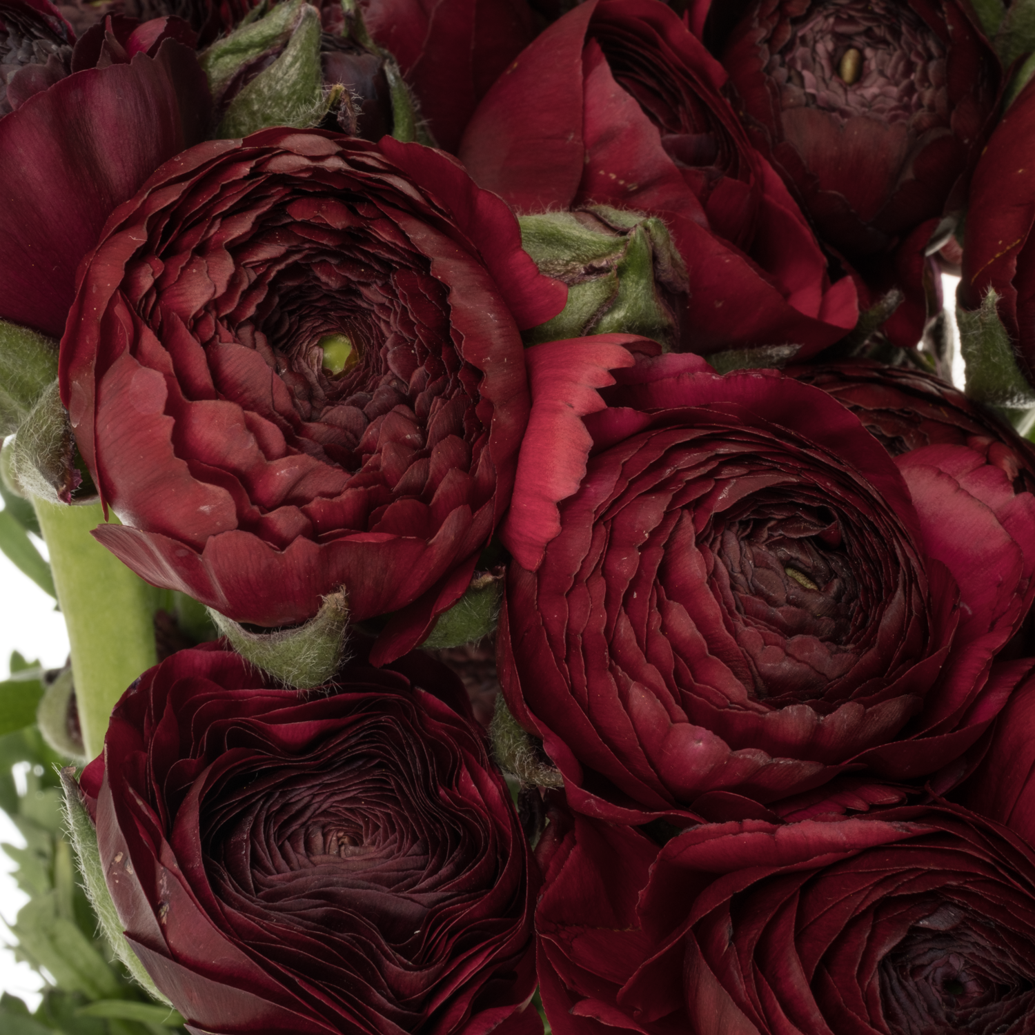 Ranunkel bordeaux Elegance Wine x 30 60 Gramm 40cm