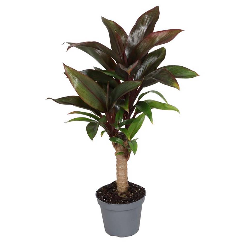 Cordyline Fruticosa Stamm T06