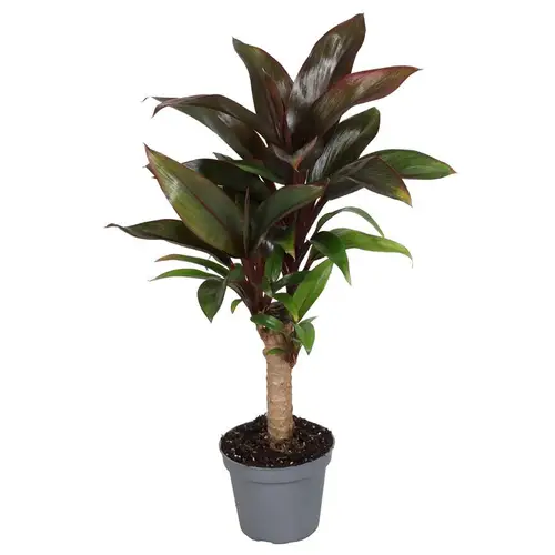 Cordyline Fruticosa Stamm T06