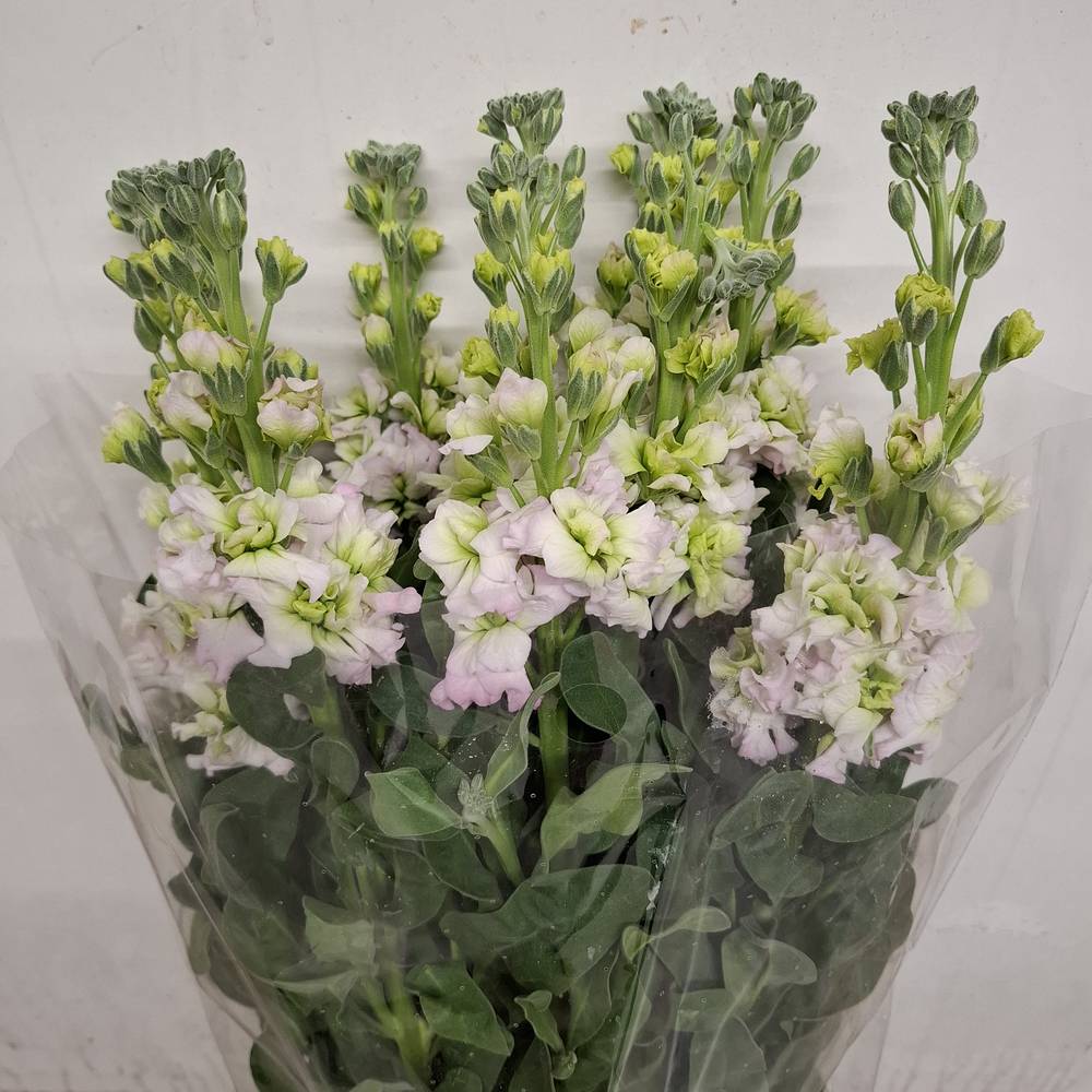 Levkoje weiss /rosa Iron Fairy Italien 65 cm