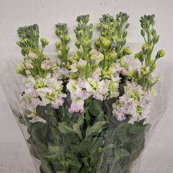 Levkoje weiss /rosa Iron Fairy Italien 65 cm