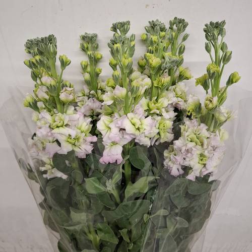 Levkoje weiss /rosa Iron Fairy Italien 65 cm