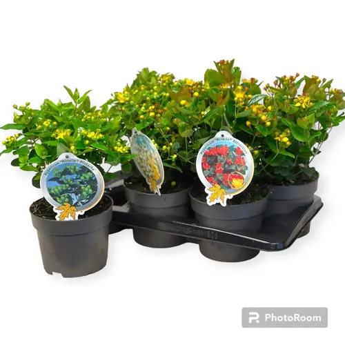 Hypericum Miracle mix T17 H35