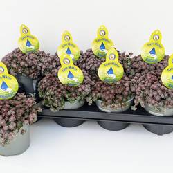 Sedum Spath. Cape Blanco T13 H025