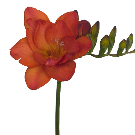 Freesie rot Ruby 28 Gramm