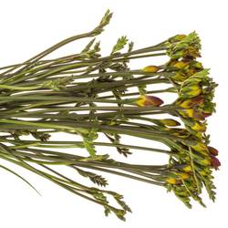 Freesie rot Ruby 28 Gramm