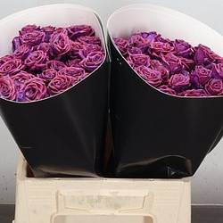 Rose verzweigt lila/fuchsia Wachs Flaming Purple 40cm