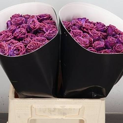 Rose verzweigt lila/fuchsia Wachs Flaming Purple 40cm