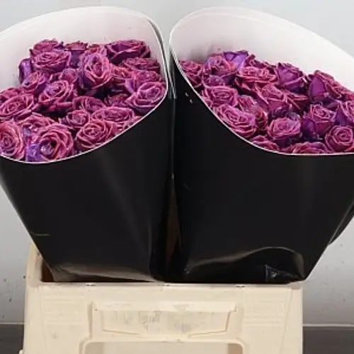 Rose verzweigt lila/fuchsia Wachs Flaming Purple 40cm