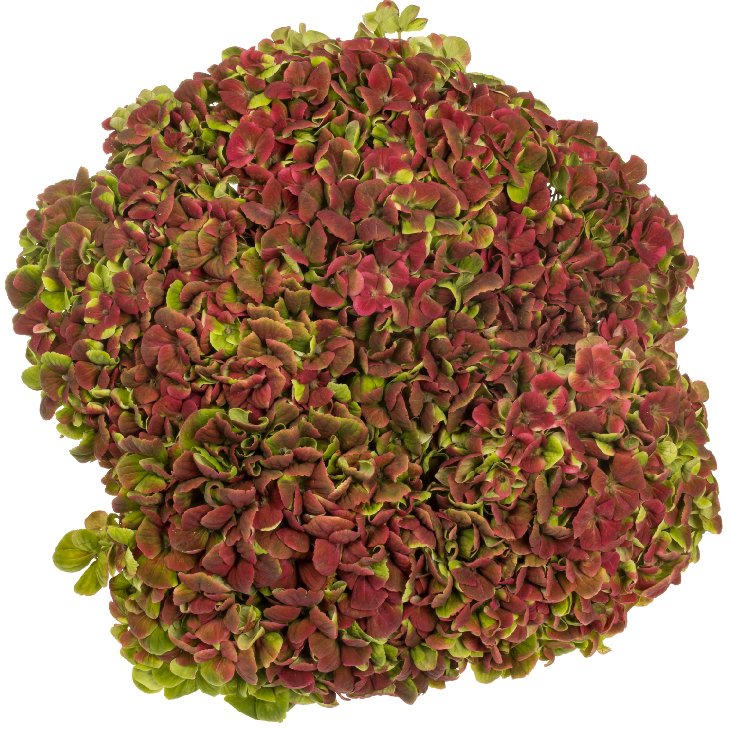 Hortensie rot/grün Coral classic Bol 16cm 60cm