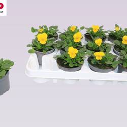 Hornveilchen gelb T09 H015