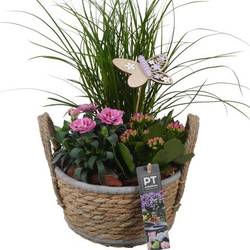 Garten.Arr PTPP6939 T18 H040