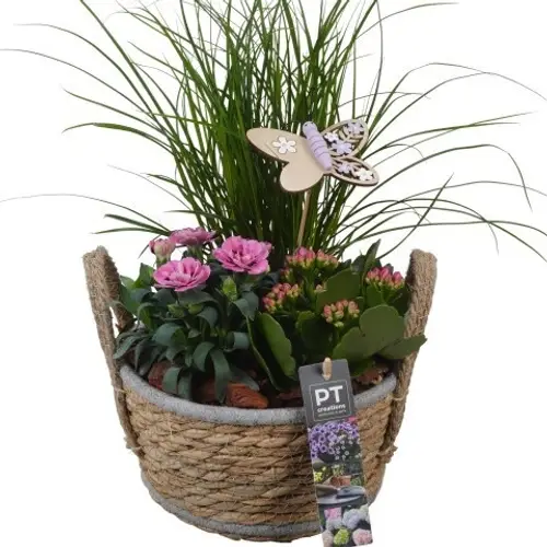 Garten.Arr PTPP6939 T18 H040