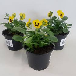 Hornveilchen gelb mit Auge T09 H015