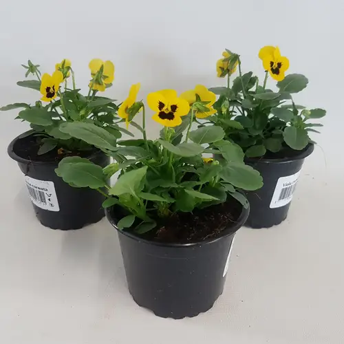 Hornveilchen gelb mit Auge T09 H015