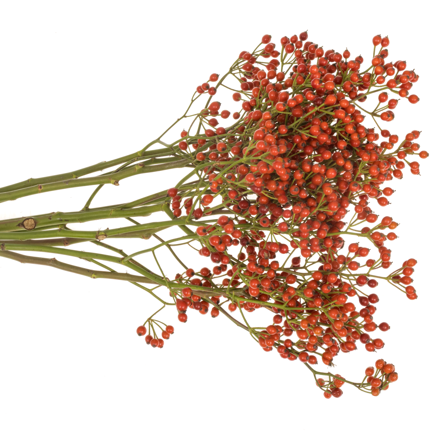 Hagebutte rot Fruitilia  Ohne Dorn 70cm