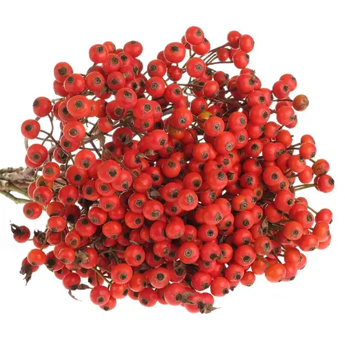 Hagebutte rot Fruitilia 70cm Ohne Dorn!