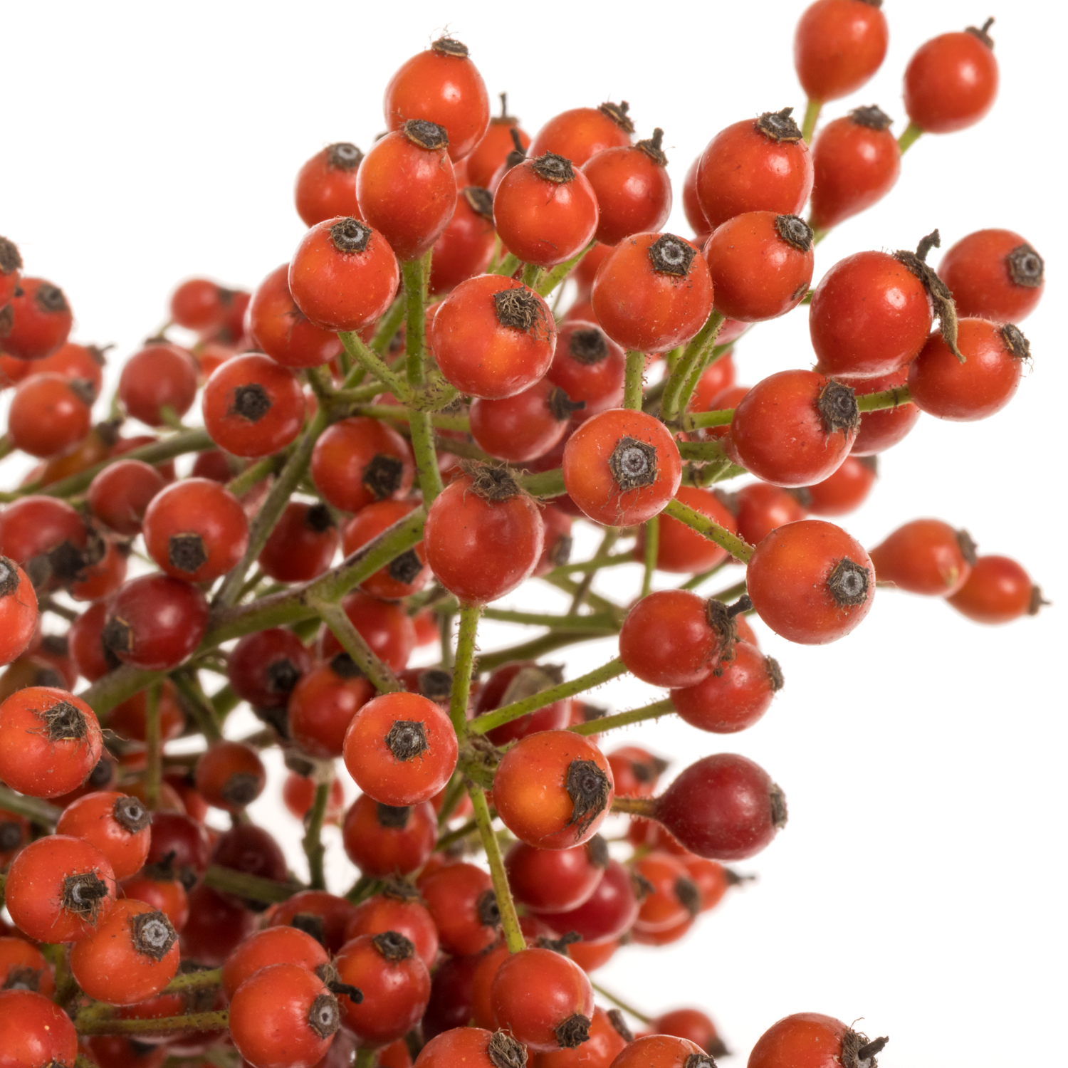 Hagebutte rot Fruitilia  Ohne Dorn 70cm