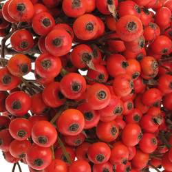 Hagebutte rot Fruitilia 70cm Ohne Dorn!