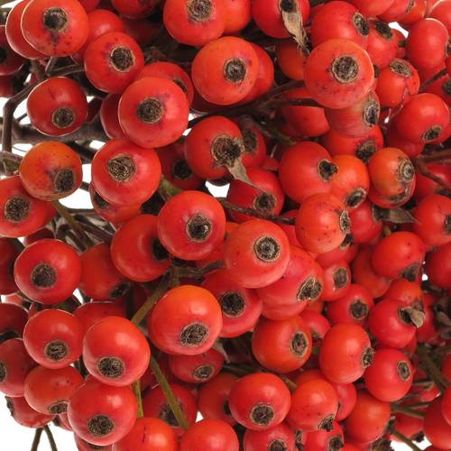Hagebutte rot Fruitilia 70cm Ohne Dorn!
