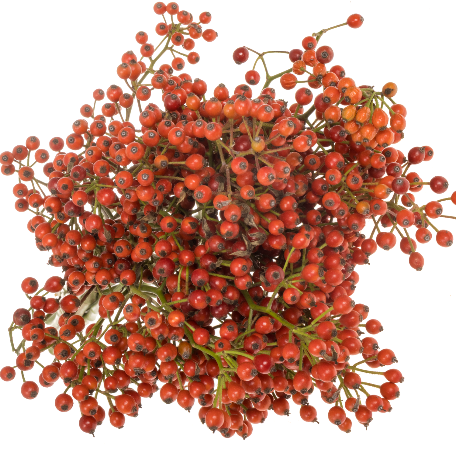 Hagebutte rot Fruitilia  Ohne Dorn 70cm