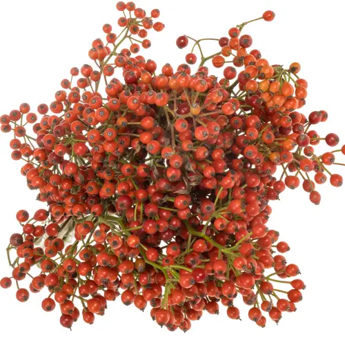 Hagebutte rot Fruitilia  Ohne Dorn 70cm