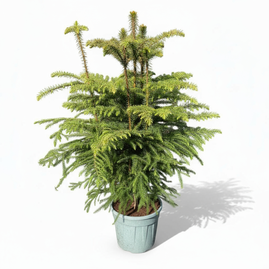 Araucaria T26 H100