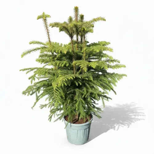 Araucaria T26 H100