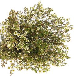 Wachsflower weiss Crystal 35 Gramm 60cm