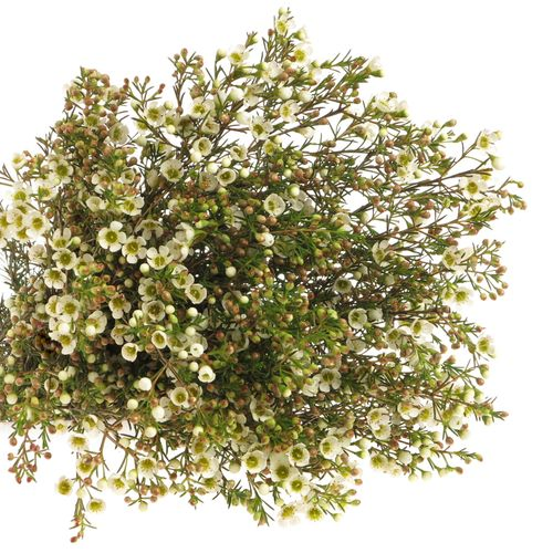 Wachsflower weiss Crystal 35 Gramm 60cm