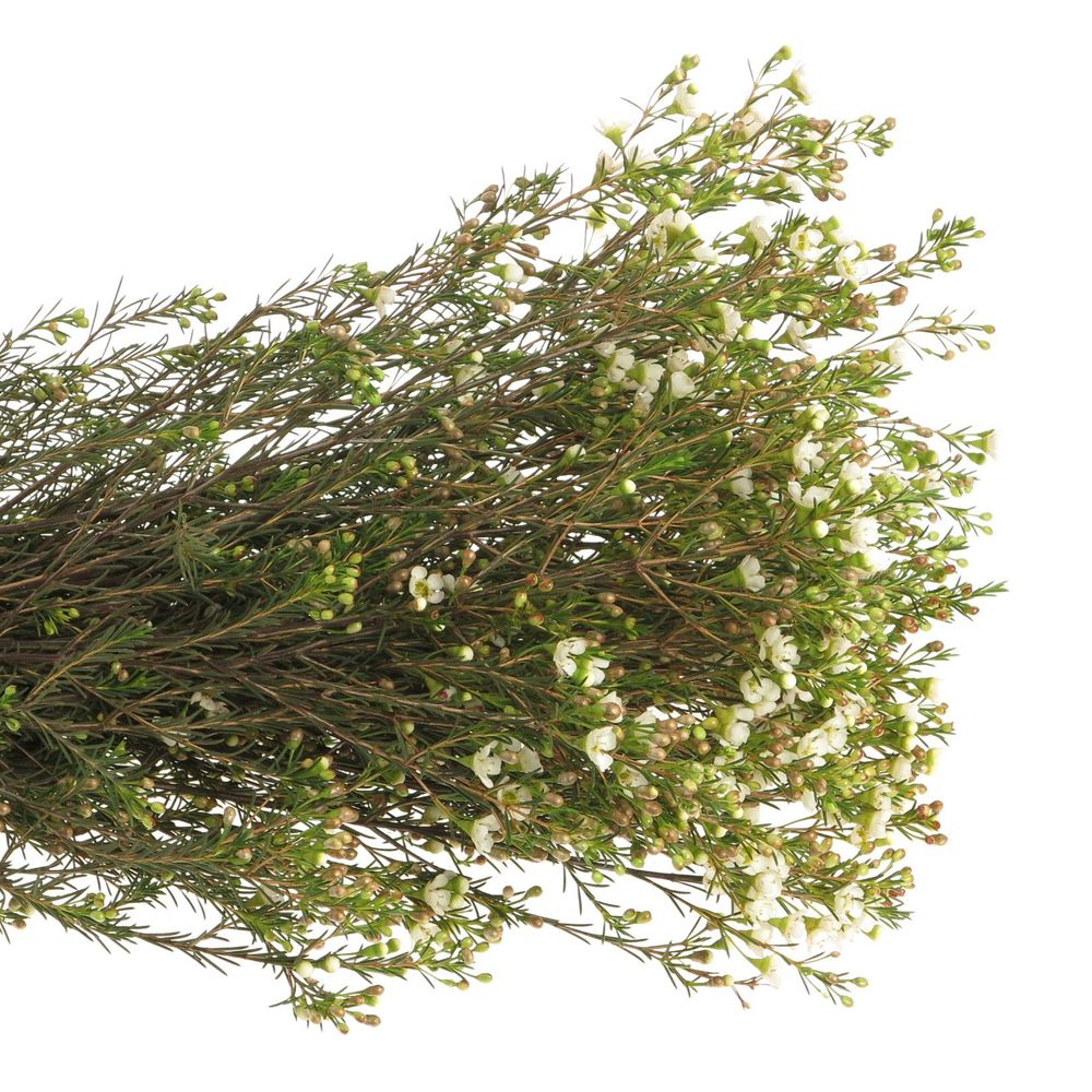 Wachsflower weiss Crystal 35 Gramm 60cm