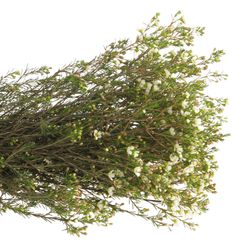 Wachsflower weiss Crystal 35 Gramm 60cm