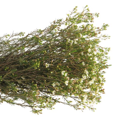 Wachsflower weiss Crystal 35 Gramm 60cm