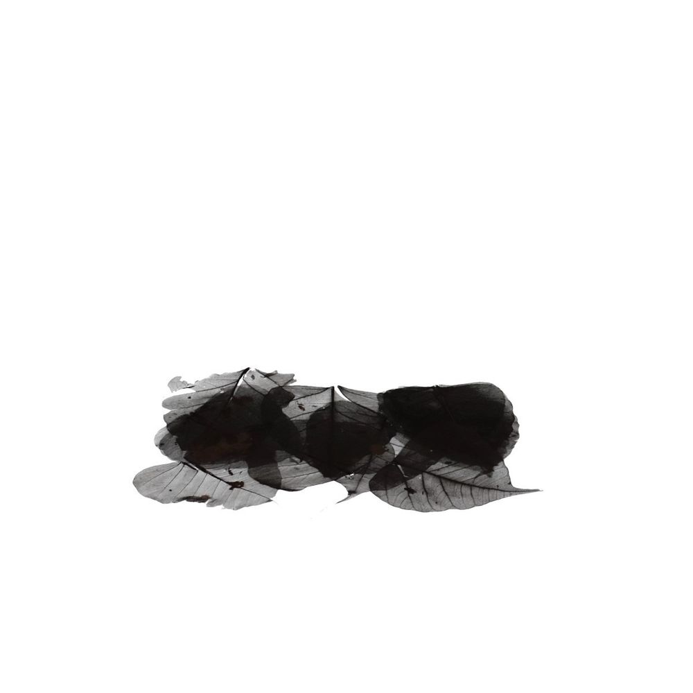 Skeleton Blätter schwarz x200