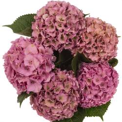 Hortensie rosa/grün Palace classic Bol 18cm 60cm